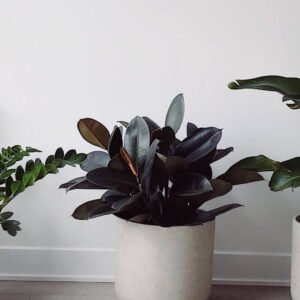 plants shop product gallery img 13